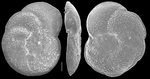 Planulina retia