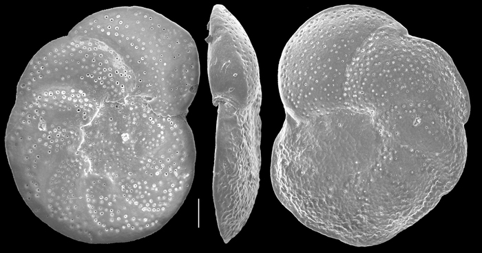 Planulina retia Planulina retia