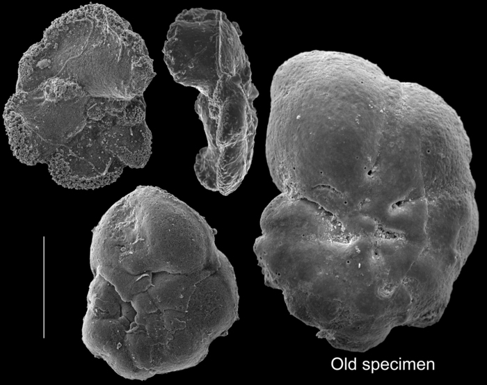 Planulinoides polymitarius Planulinoides polymitarius