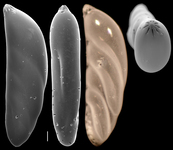 Polymorphinella pacifica, author: Le Coze, François