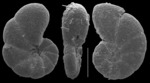 Polystomammina lobatula