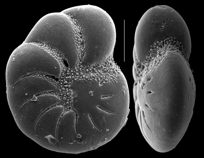 Porosononion simplex Porosononion simplex