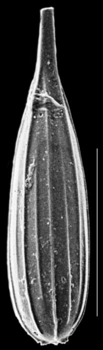 Procerolagena cylindrocostata Procerolagena cylindrocostata