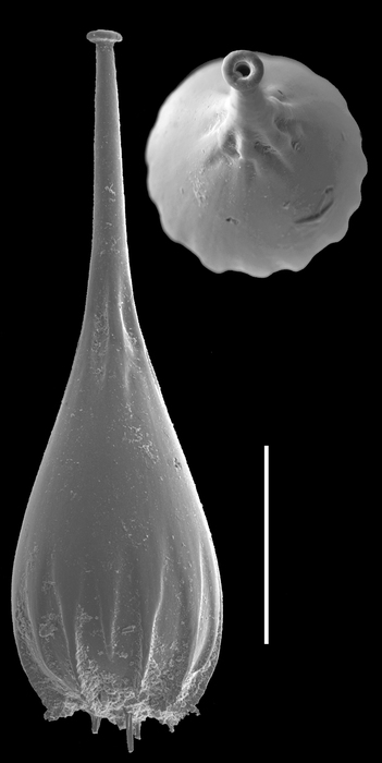 Procerolagena oceanica Procerolagena oceanica