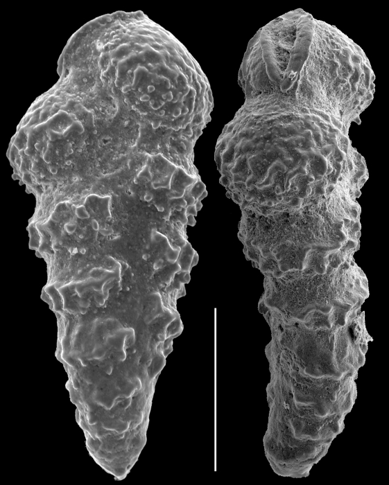 Pseudobrizalina lobata Pseudobrizalina lobata