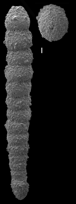 Pseudocavulina serventyi Pseudocavulina serventyi