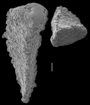 Pseudogaudryina concava