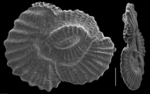 Pseudohauerina orientalis