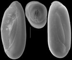 Pseudolachlanella slitella