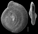 Pseudomassilina australis, author: Le Coze, Franis