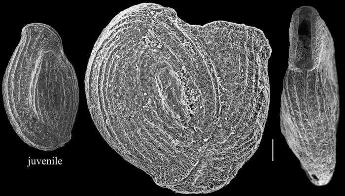 Pseudomassilina macilenta Pseudomassilina macilenta