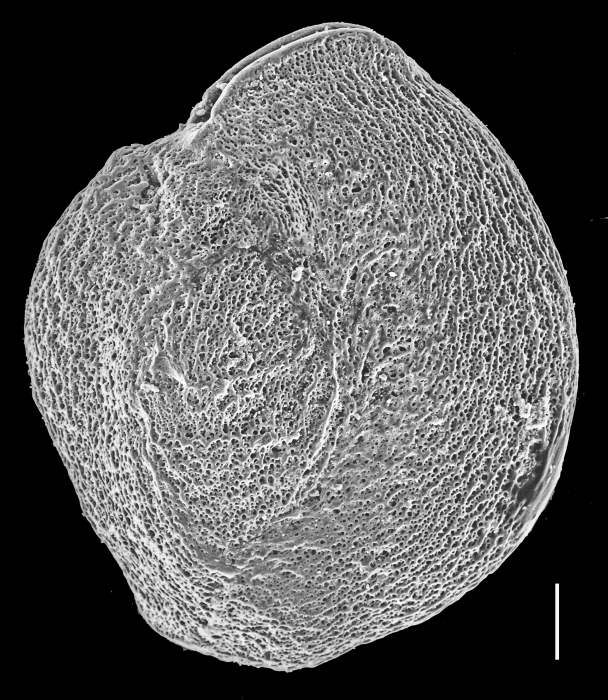 Pseudomassilina robusta Pseudomassilina robusta