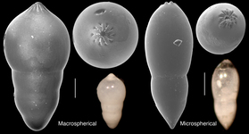 Pseudonodosaria discreta, author: Le Coze, François