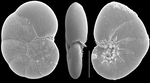 Pseudononion granuloumbilicatulum