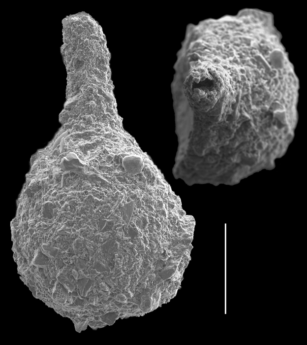 Pseudothurammina limnetes Pseudothurammina limnetes