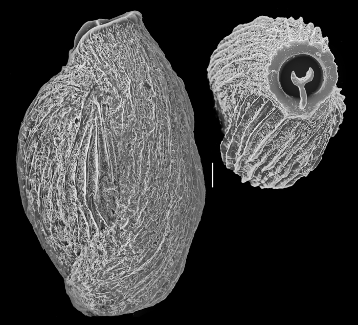 Pseudotriloculina linneiana Pseudotriloculina linneiana