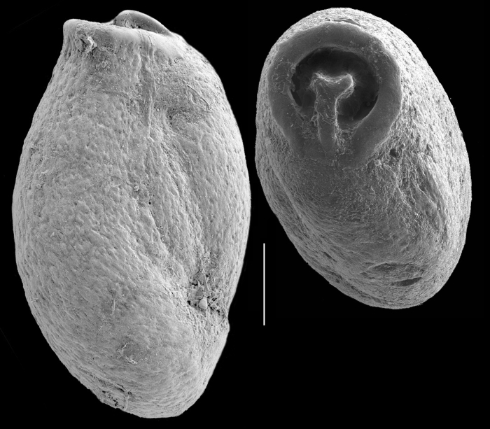 Pseudotriloculina subgranulata Pseudotriloculina subgranulata