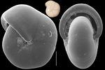 Pullenia quinqueloba