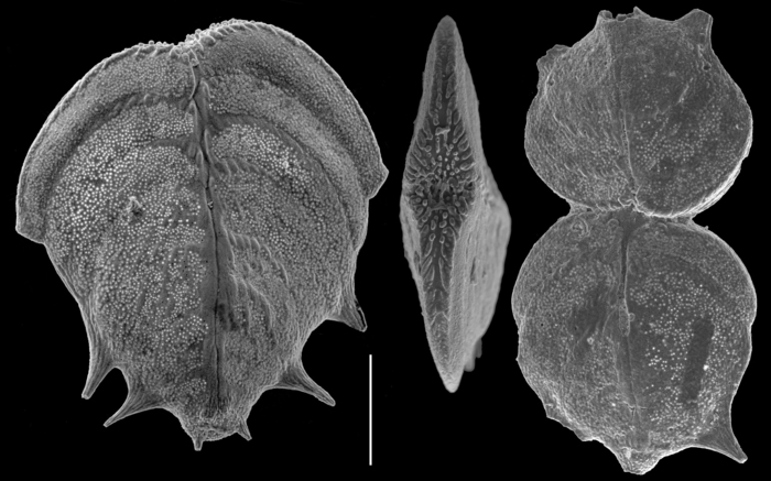 Punctobolivina unca Punctobolivina unca