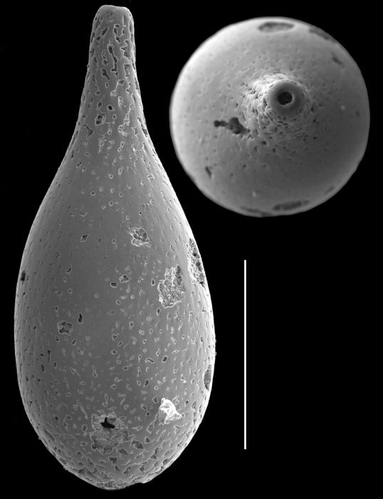 Pygmaeoseistron baukalionilla Pygmaeoseistron baukalionilla