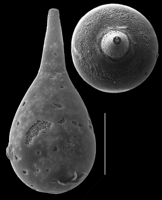 Pygmaeoseistron chasteri Pygmaeoseistron chasteri