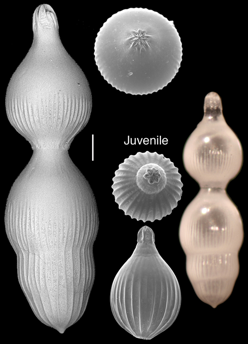 Pyramidulina pauciloculata Pyramidulina pauciloculata
