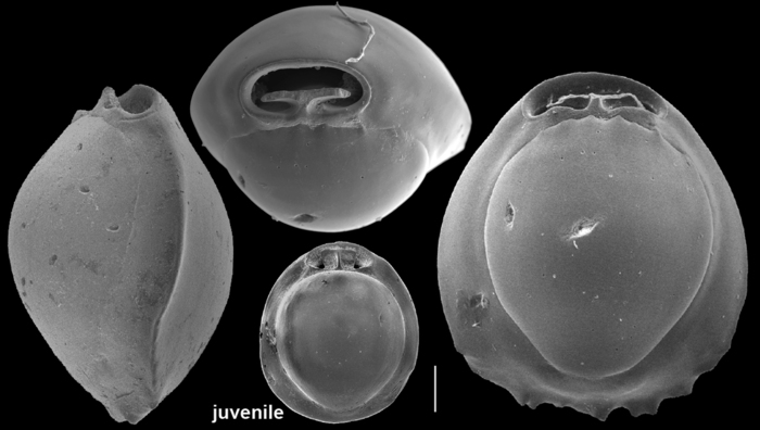 Pyrgo denticulata Pyrgo denticulata