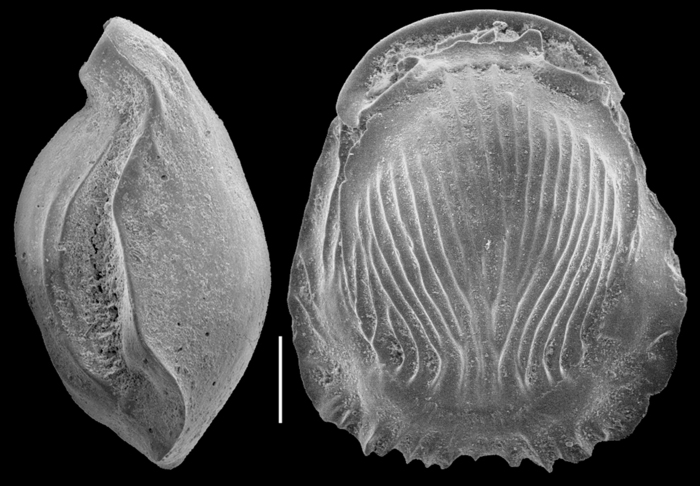 Pyrgo striolata Pyrgo striolata