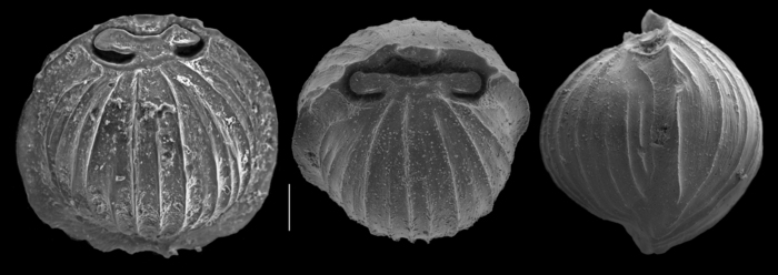 Pyrgo tainanensis Pyrgo tainanensis