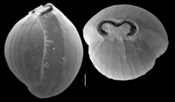 Pyrgo vespertilio, author: Le Coze, François