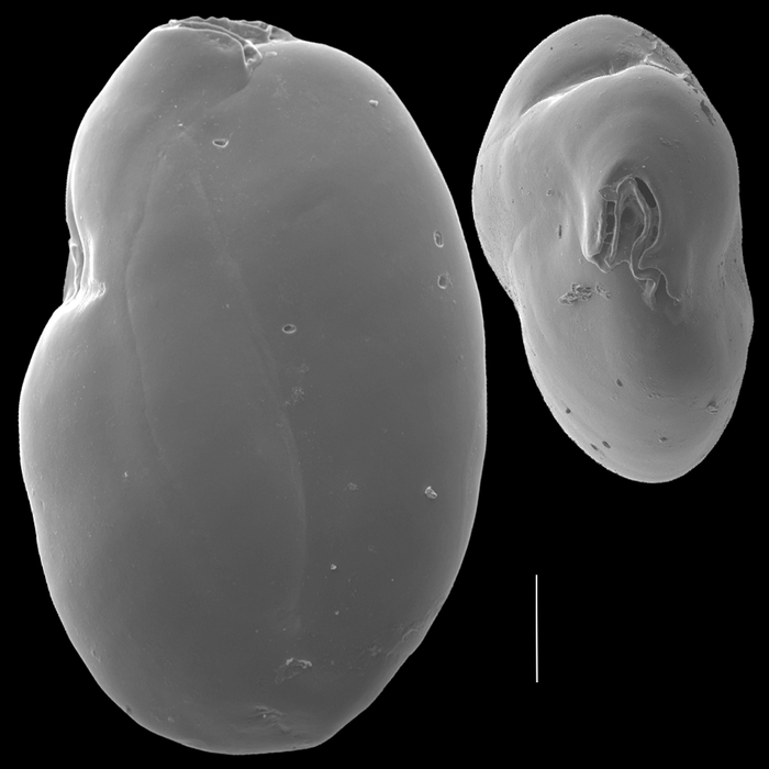 Pyrgoella irregularis Pyrgoella irregularis