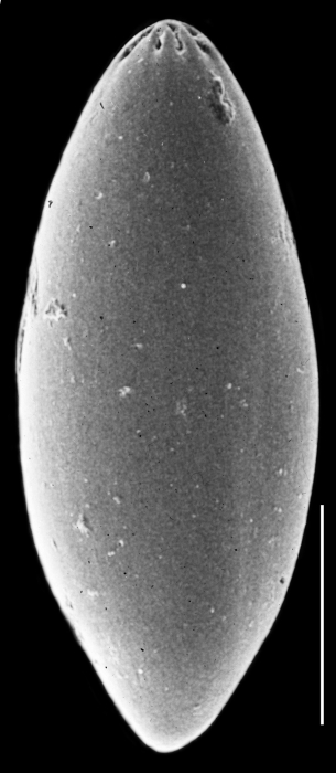 Pyrulina angusta Pyrulina angusta