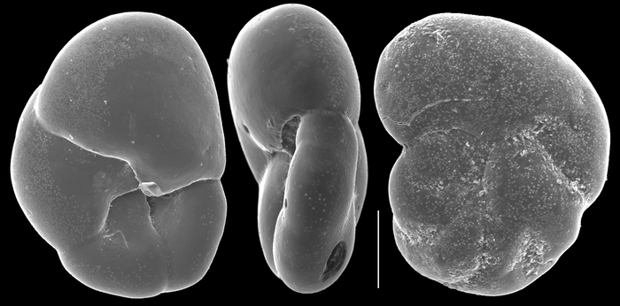 Quadrimorphina laevigata Quadrimorphina laevigata