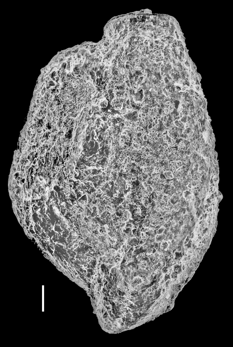 Quinqueloculina agglutinans Quinqueloculina agglutinans