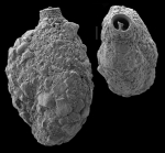 Quinqueloculina arenata