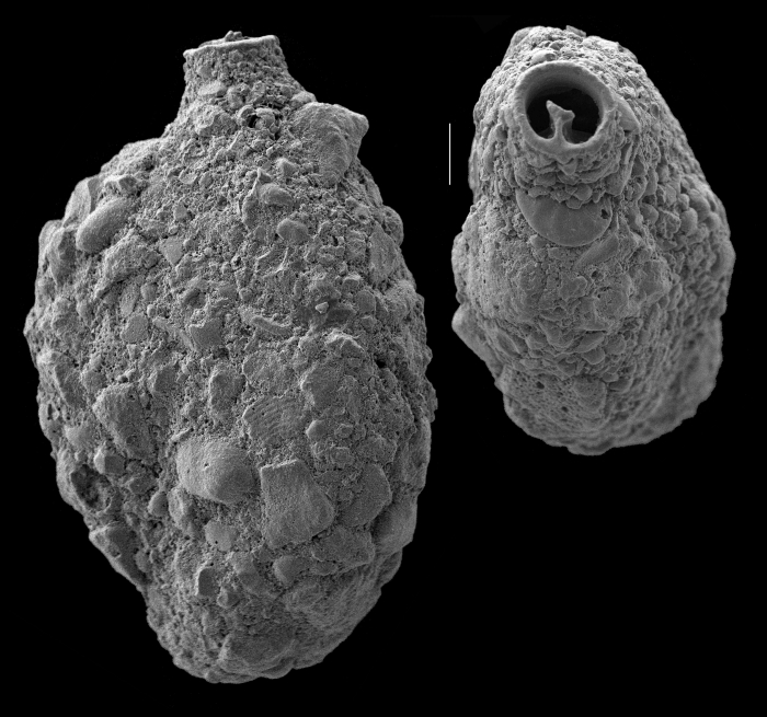 Quinqueloculina arenata Quinqueloculina arenata