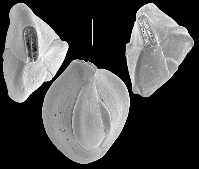 Quinqueloculina barnardi Quinqueloculina barnardi