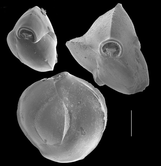 Quinqueloculina bicarinata Quinqueloculina bicarinata