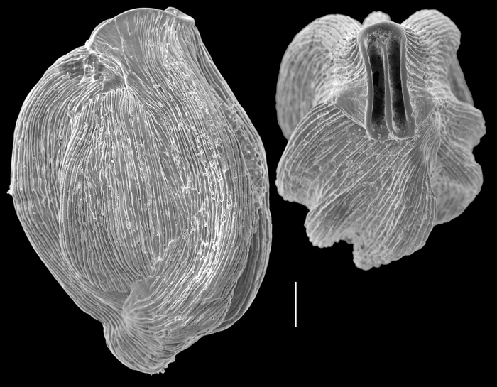 Quinqueloculina bicornis Quinqueloculina bicornis