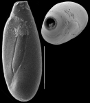 Quinqueloculina bosciana