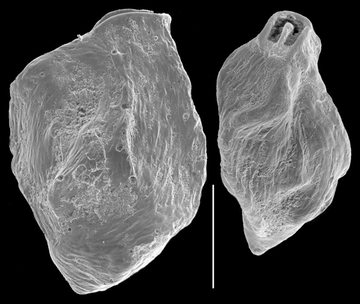 Quinqueloculina bradyana Quinqueloculina bradyana
