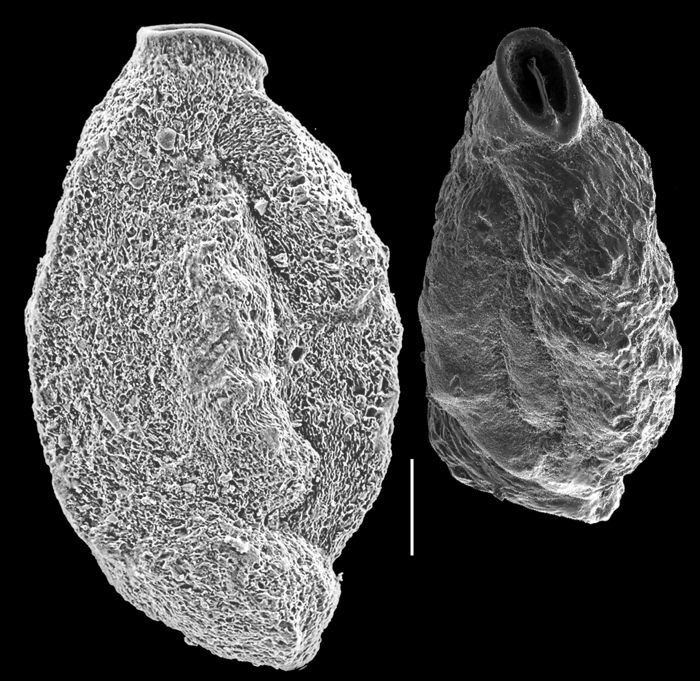 Quinqueloculina corrugata Quinqueloculina corrugata
