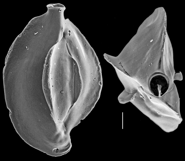 Quinqueloculina crassicarinata Quinqueloculina crassicarinata