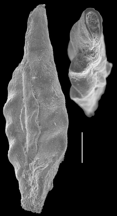 Quinqueloculina crenulata Quinqueloculina crenulata