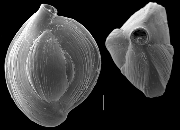 Quinqueloculina cuvieriana Quinqueloculina cuvieriana