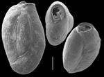 Quinqueloculina debenayi