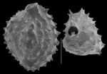 Quinqueloculina erinacea