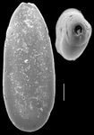 Quinqueloculina haighi