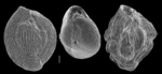 Quinqueloculina neostriatula