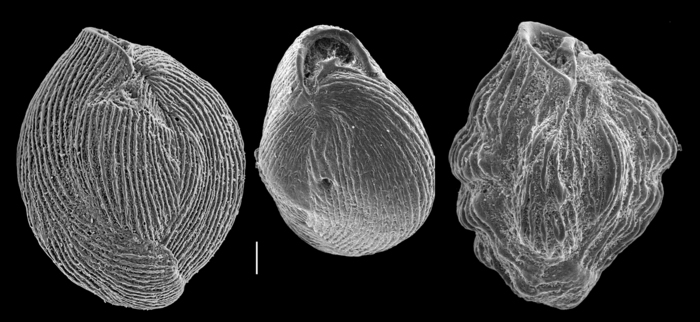 Quinqueloculina neostriatula Quinqueloculina neostriatula